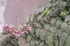 fruitand flower